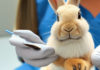 Les lapins, « véritable problème de santé publique »